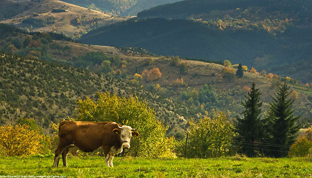 Život na Goču: Krave, ovce i jednostavan planinski ritam